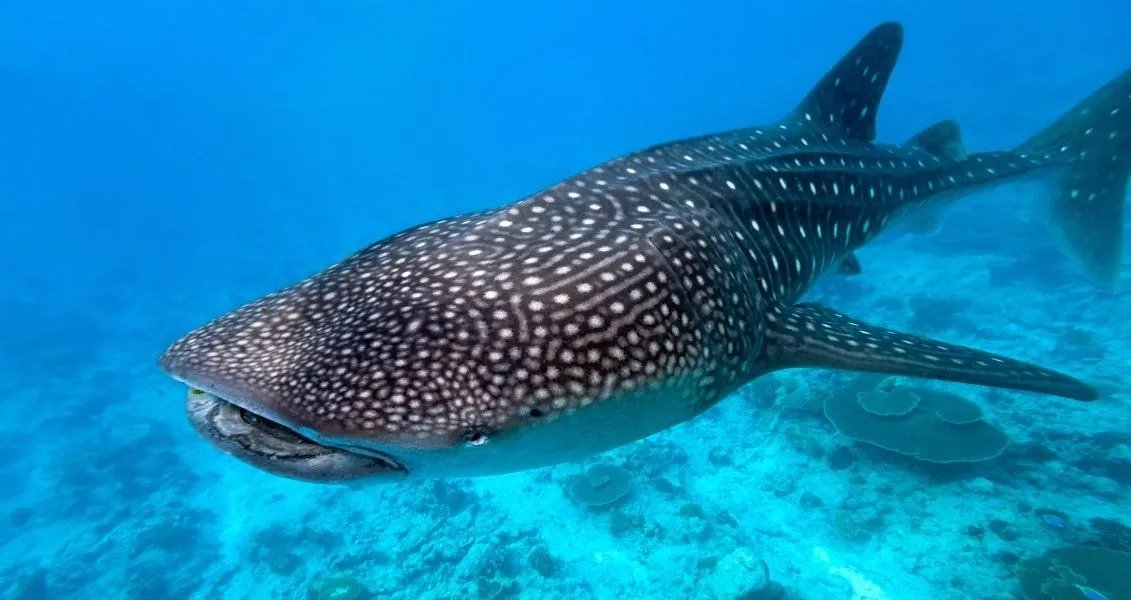 День осведомленности об акулах (Shark Awareness Day)