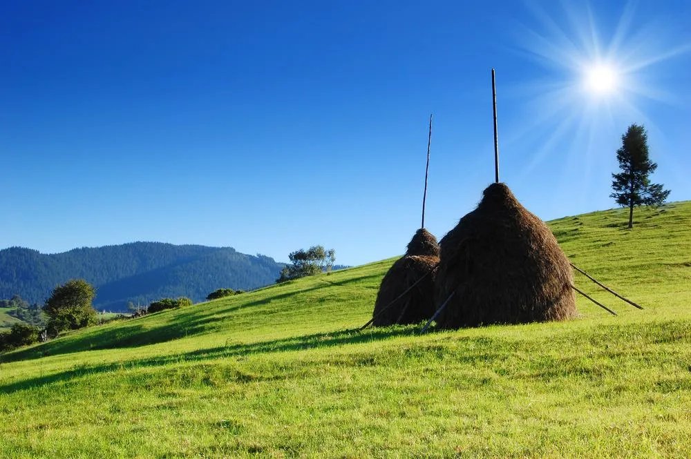 В народі свято називається Прокопій Жнець В народі свято називається Прокопій Жнець