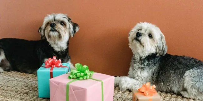 Американський національний день переваги взяття цуценят з притулків, а не з зоомагазинів Американський національний день переваги взяття цуценят з притулків, а не з зоомагазинів