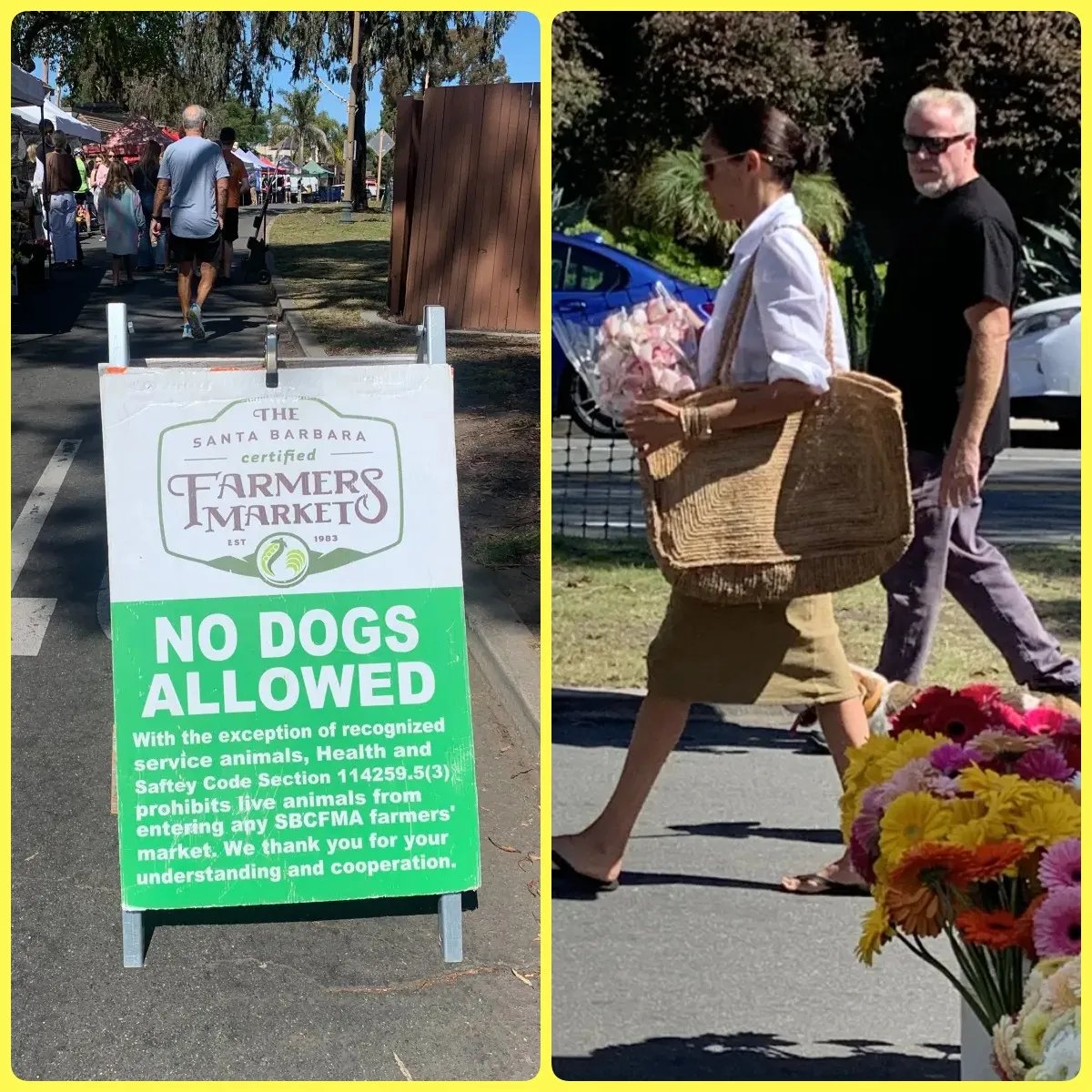 С собаками нельзя