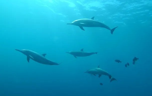 Всесвітній день китів і дельфінів (World Whale and Dolphin Day)