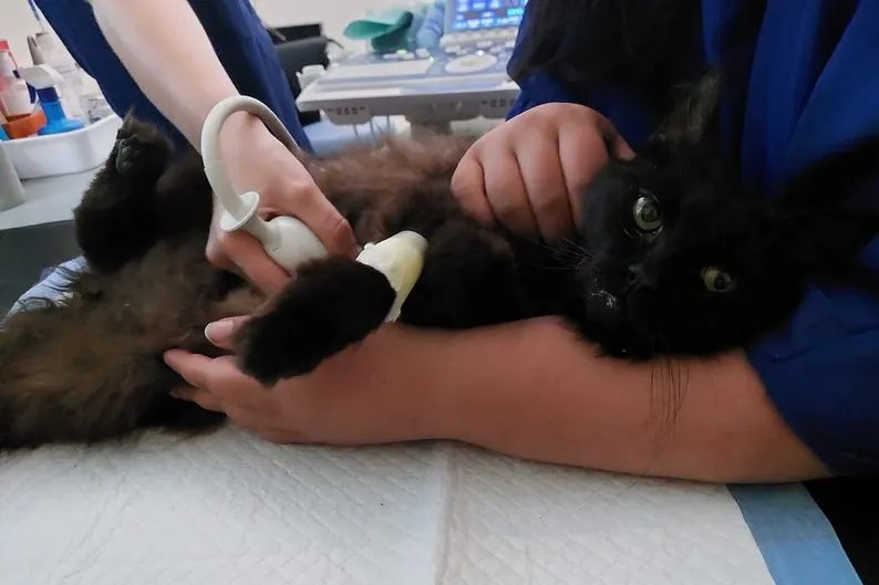 Вижив через 11 днів: у Львові з під завалів дістали пухнастого Черчилля - фото 2