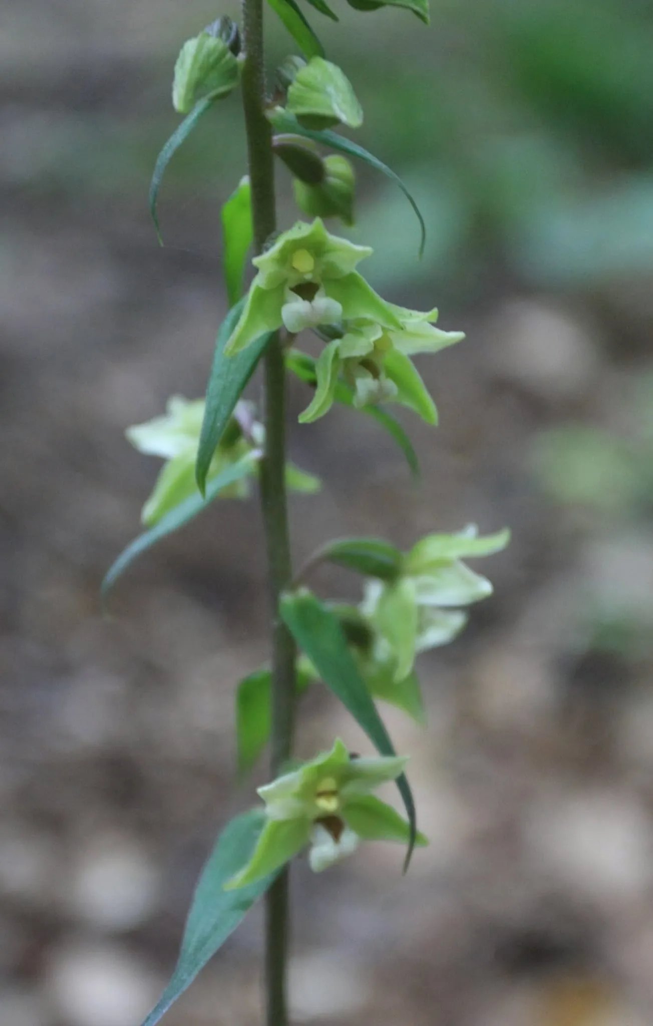В Киеве цветет коручка пурпурная. Фото:facebook.com/golospark