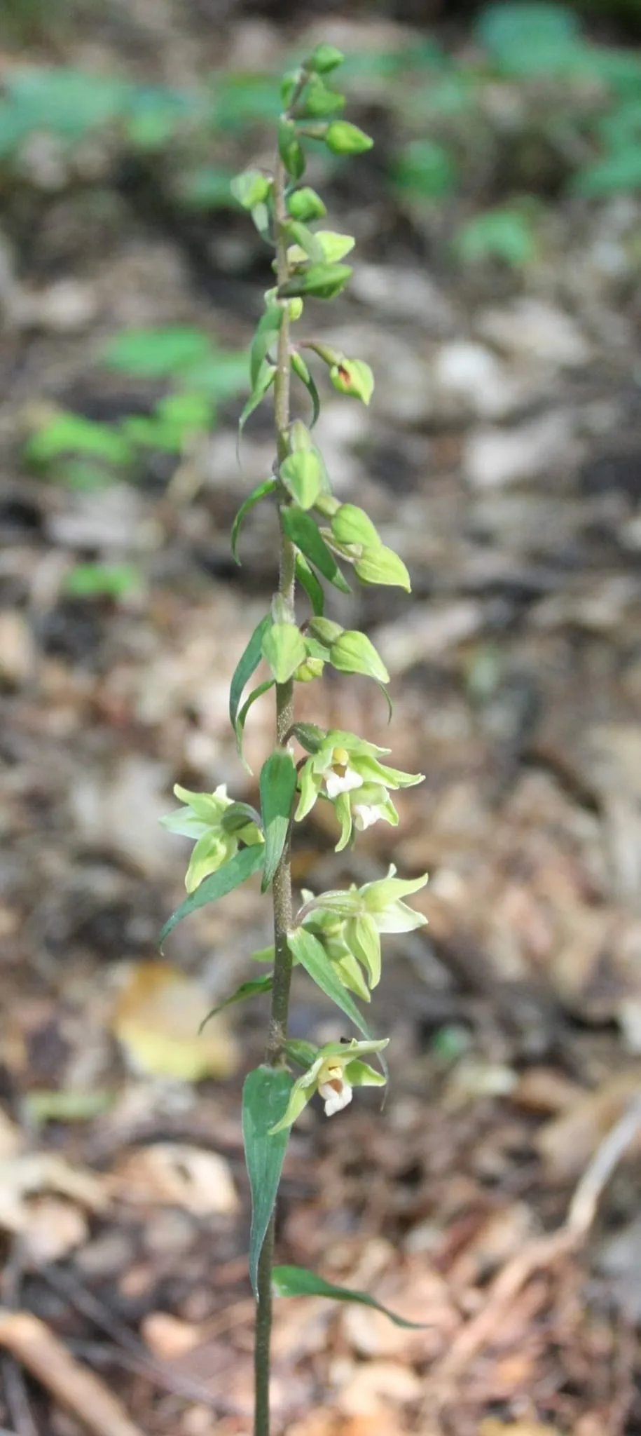 В Киеве цветет коручка пурпурная. Фото:facebook.com/golospark
