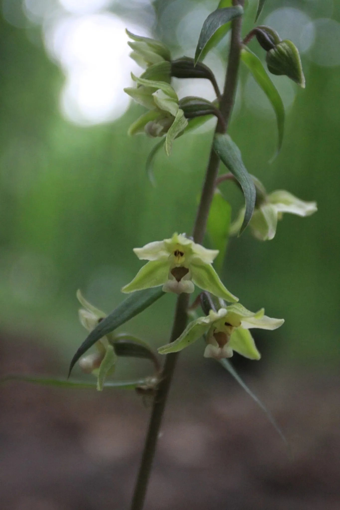 В Киеве цветет коручка пурпурная. Фото:facebook.com/golospark