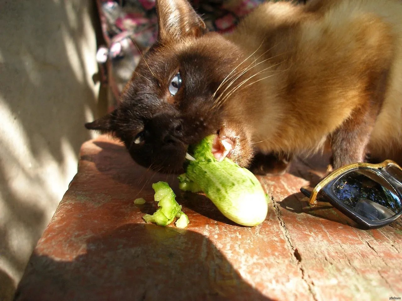 Деякі коти - справжні гурмани!