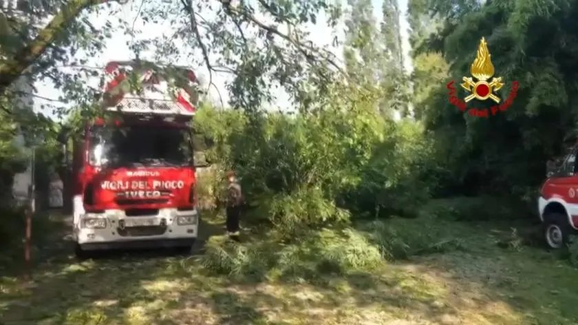 Рятувальники розчищають повалені дерева 