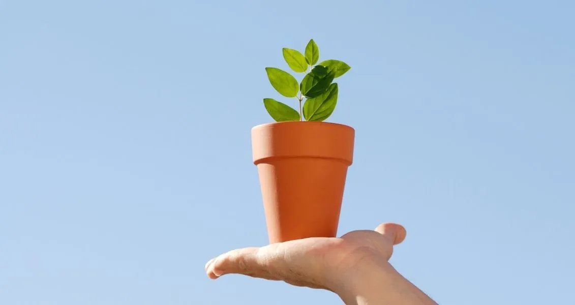 День «Возьмите свое комнатное растение на прогулку»