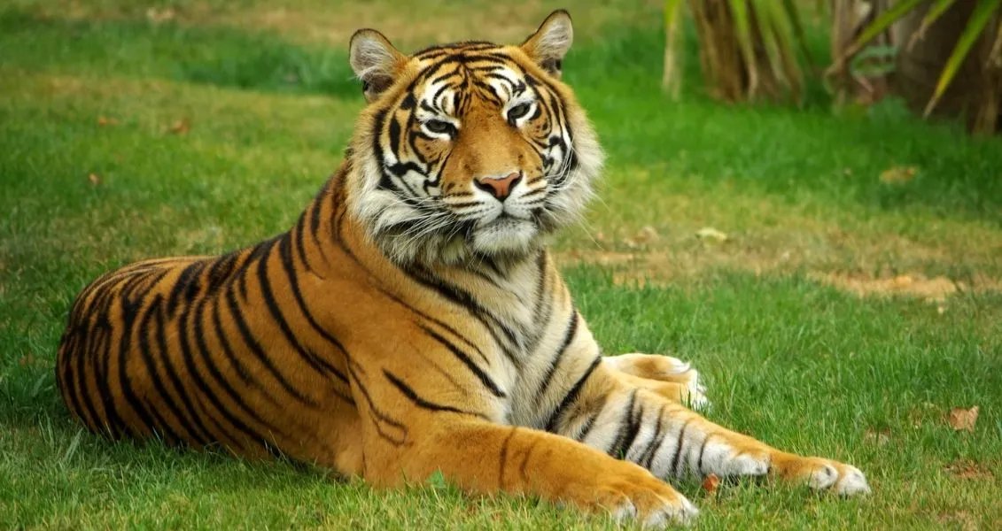 29 июля 2020 года, отмечают Международный день тигра