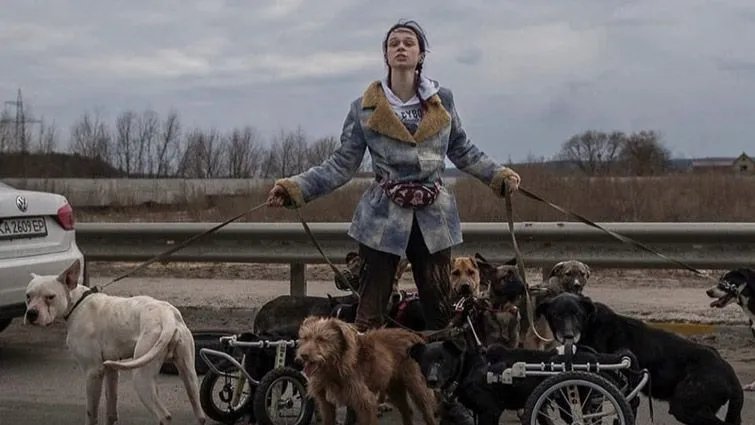 Оригінальне фото врятованих Анастасією тварин в Ірпені Оригінальне фото врятованих Анастасією тварин в Ірпені