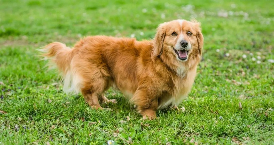 День беспородной собаки