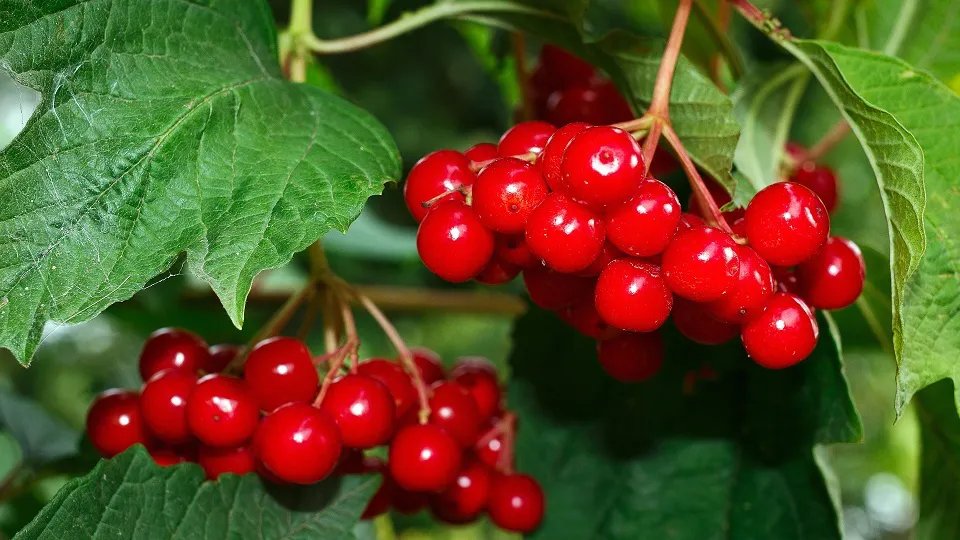 Цього дня дівчата і жінки збирали калину і заготовляли ягоди на зиму