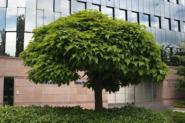 катальпа катальпа