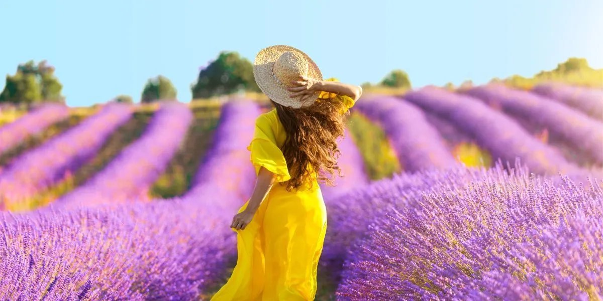 лавандові кущі лавандові кущі