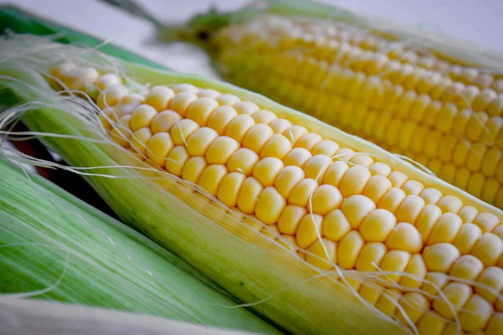 Сире зернятко повинно бути світлим, солодкуватим і соковитим