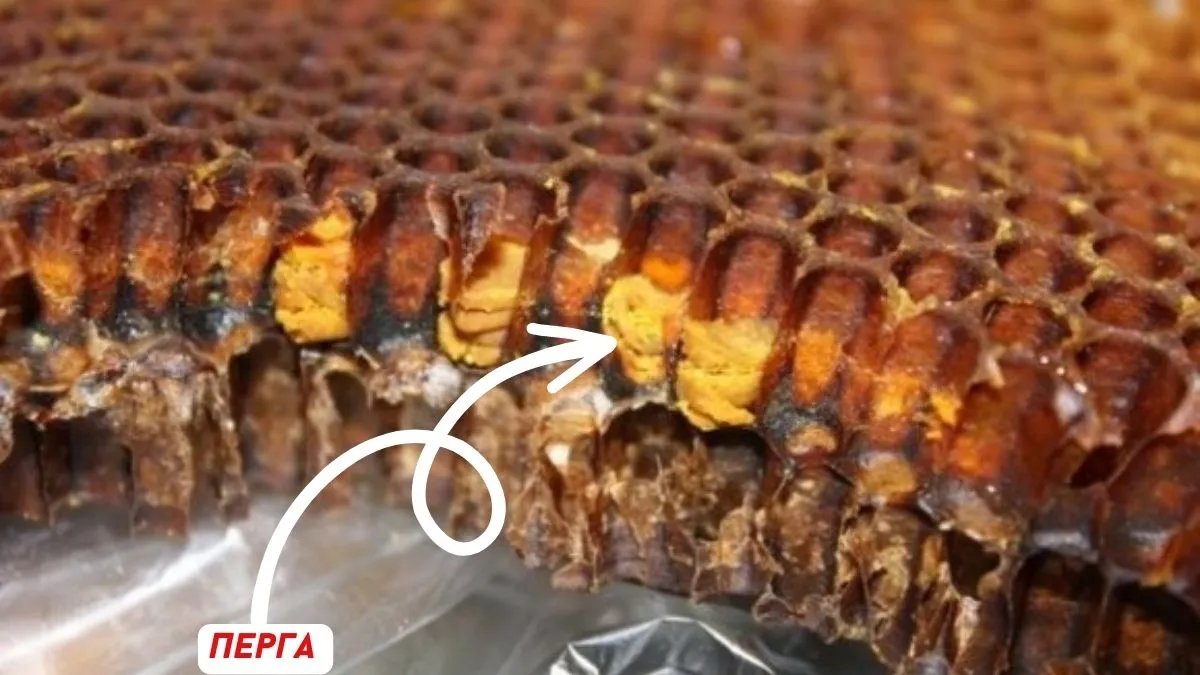 Перга в сотах