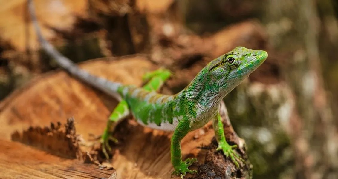 День ящірки (World Lizard Day)