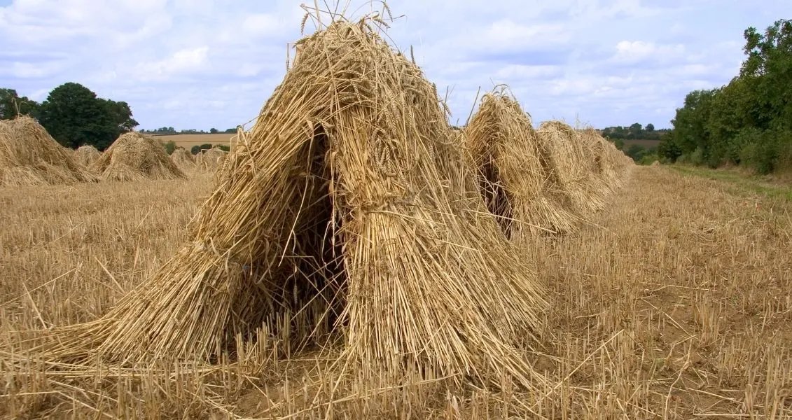 В народі 15 серпня називали Степан-сіновал, Степанів день