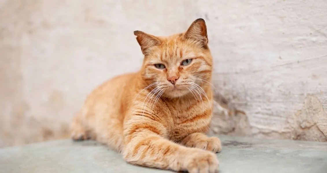 Не проходь повз - нагодуй та напої. А ще краще - візьми собі!