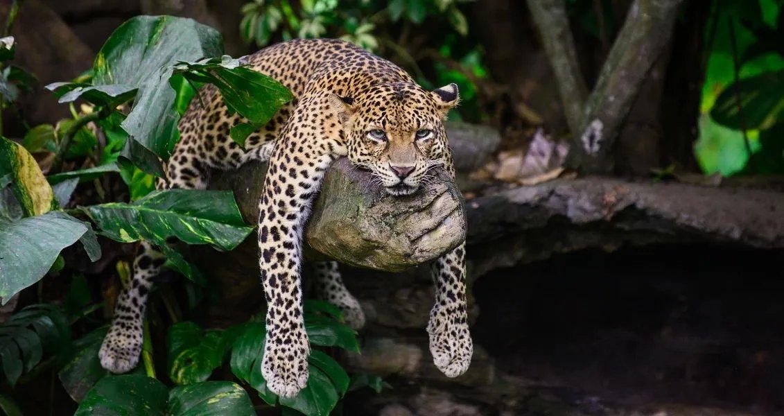 Інколи корисно НЕ робити нічого.