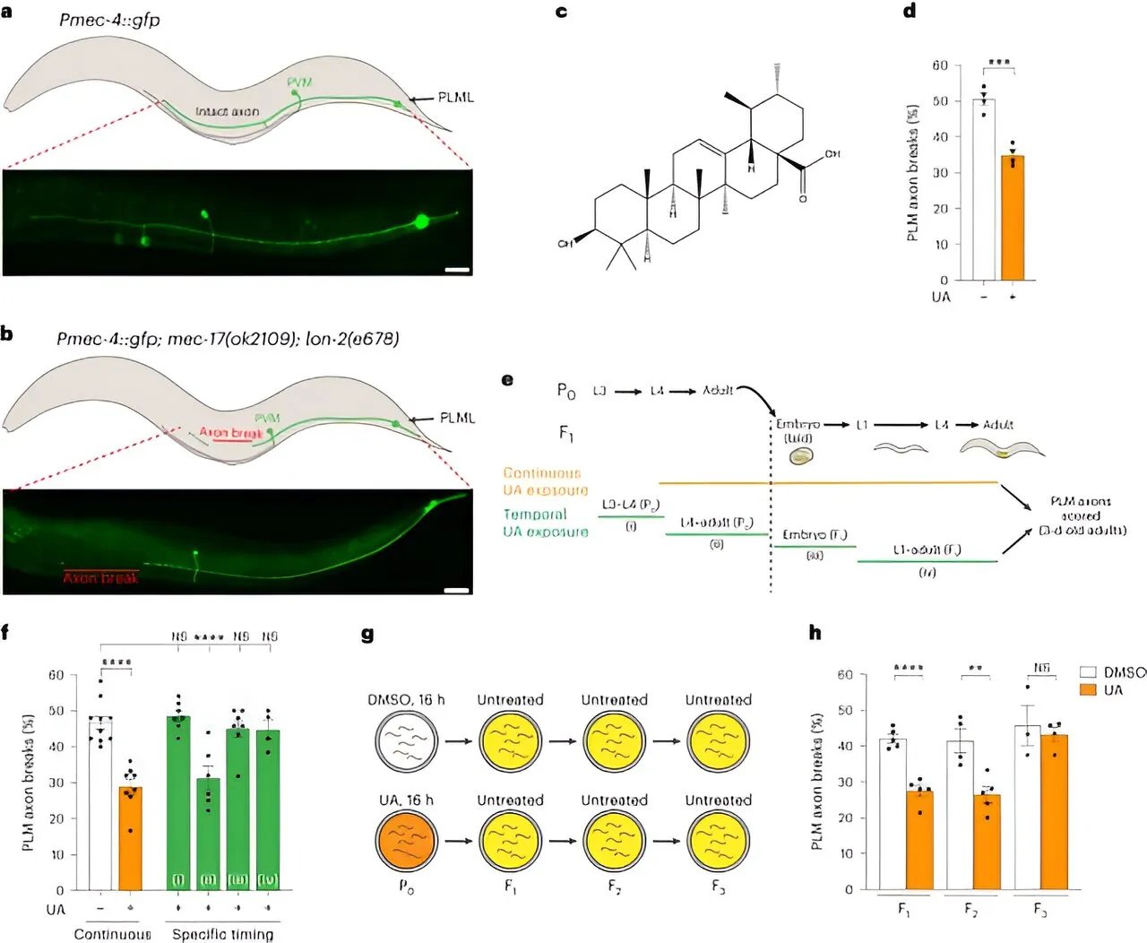Здоровье нейронов из поколения в поколение.