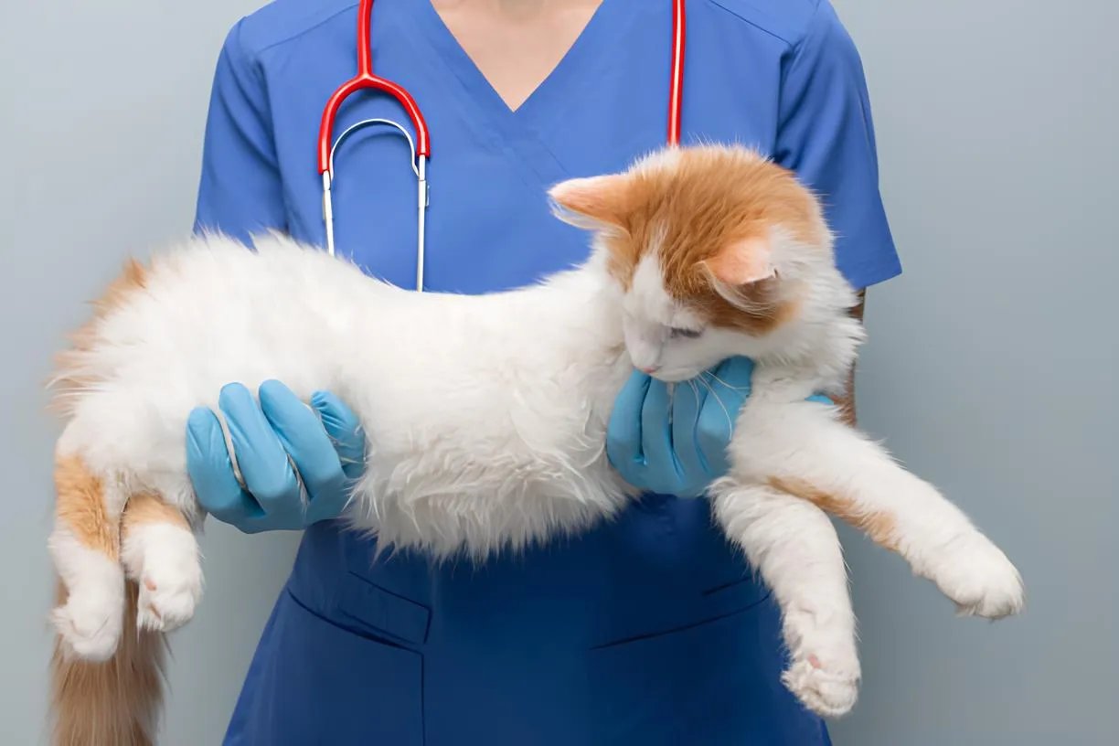 Цей день започаткували американці!