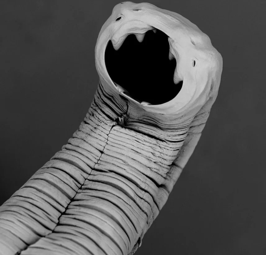 Крупный план Nectator americanus, показывающий крошечные крючки, которые он использует, чтобы зацепиться за стенку кишечника человека