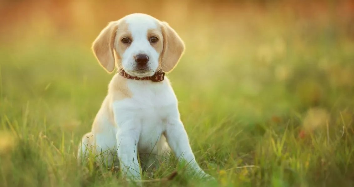 Як відомо, собака - один з кращих друзів людини!