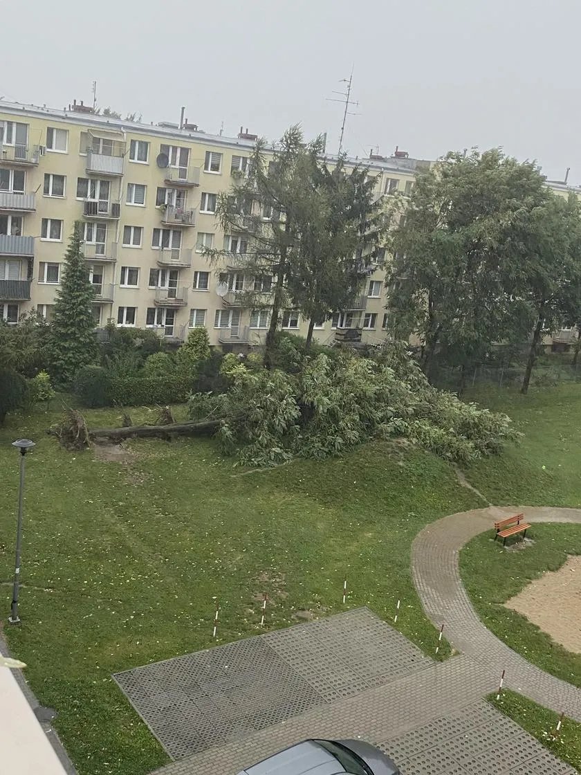 Вітер виривав дерева з корінням Вітер виривав дерева з корінням