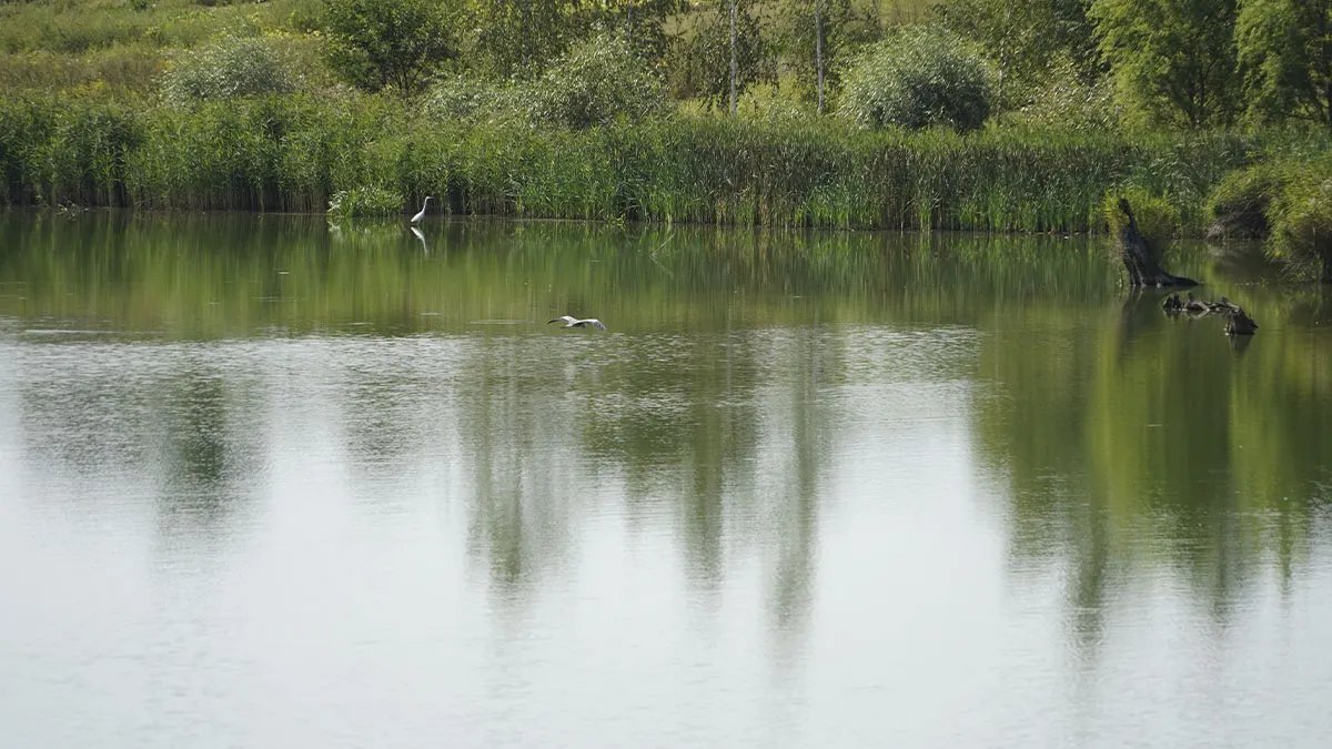 Пруд зарыбленный, у воды много птиц Пруд зарыбленный, у воды много птиц