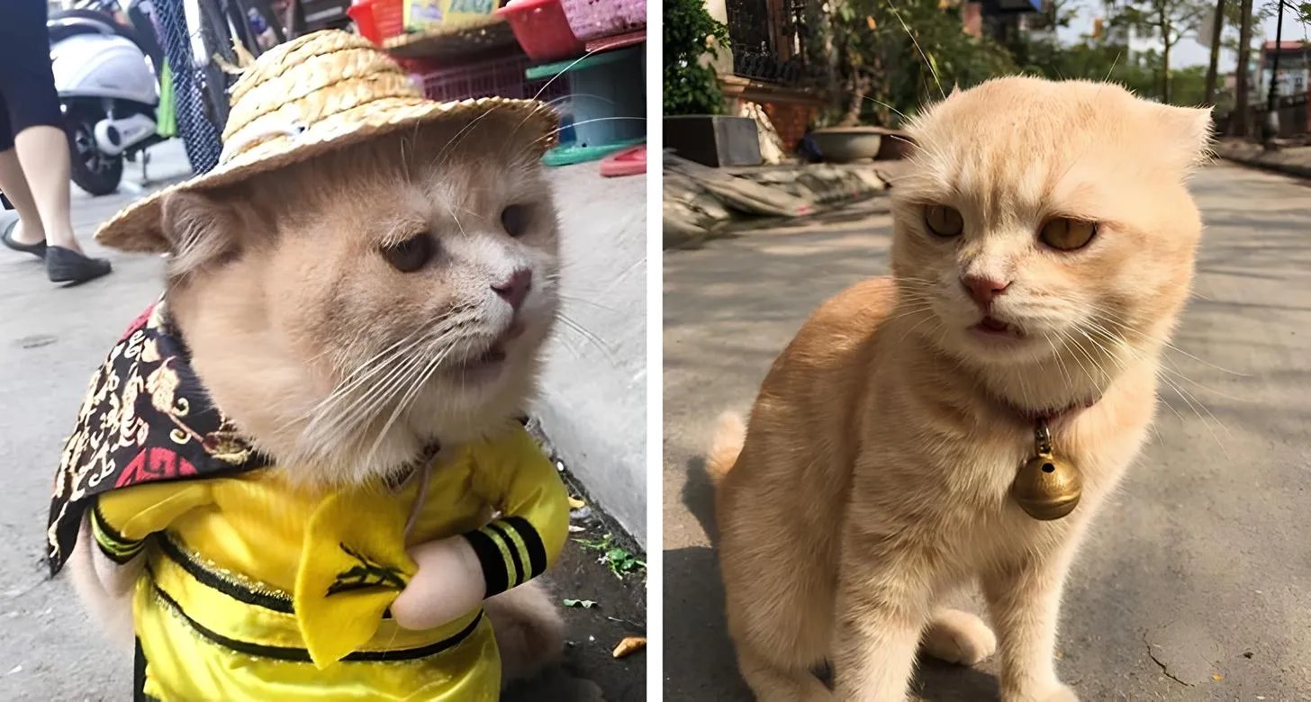 Котики - королі інтернету!