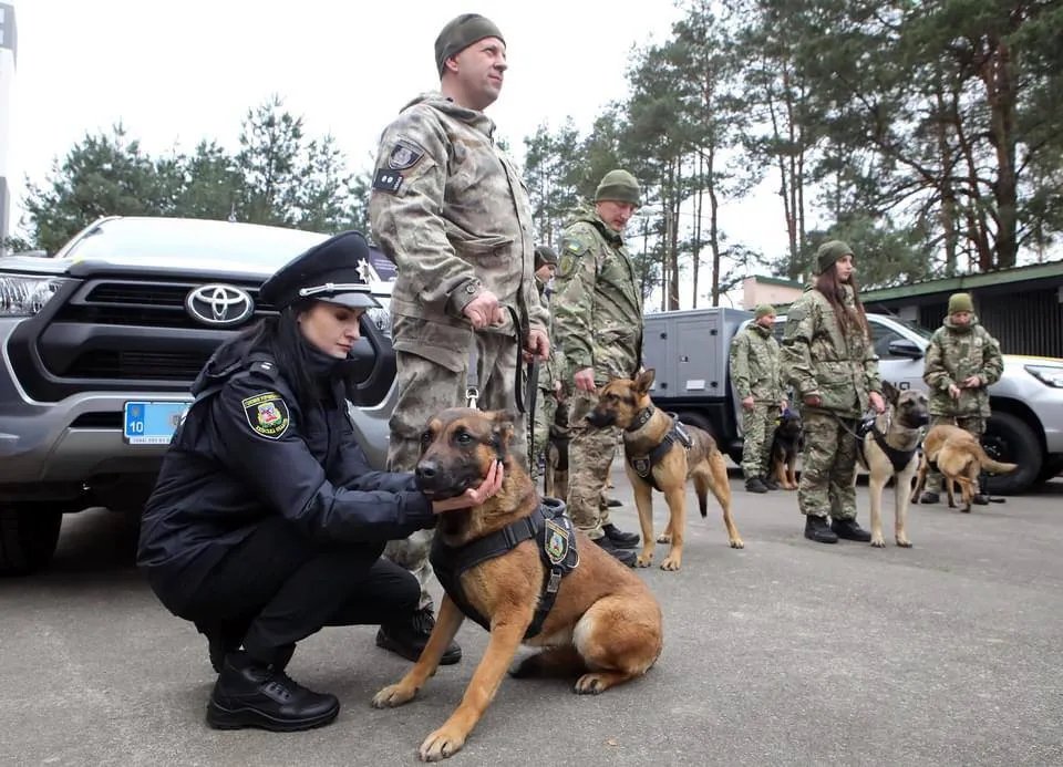 Бельгійські вівчарки на службі у поліції