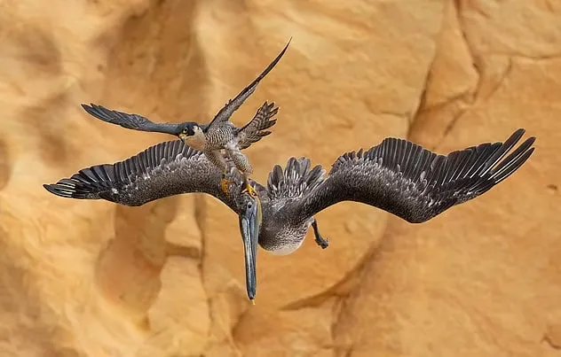 JACK ZHI. Фотограф року птахів