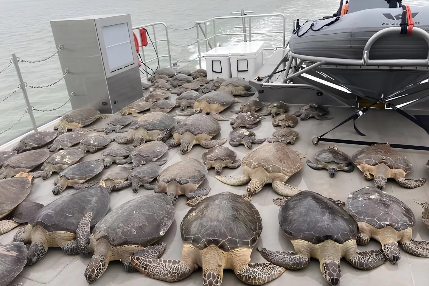 Жители Техаса спасают черепах от вымерзания в морозной воде!