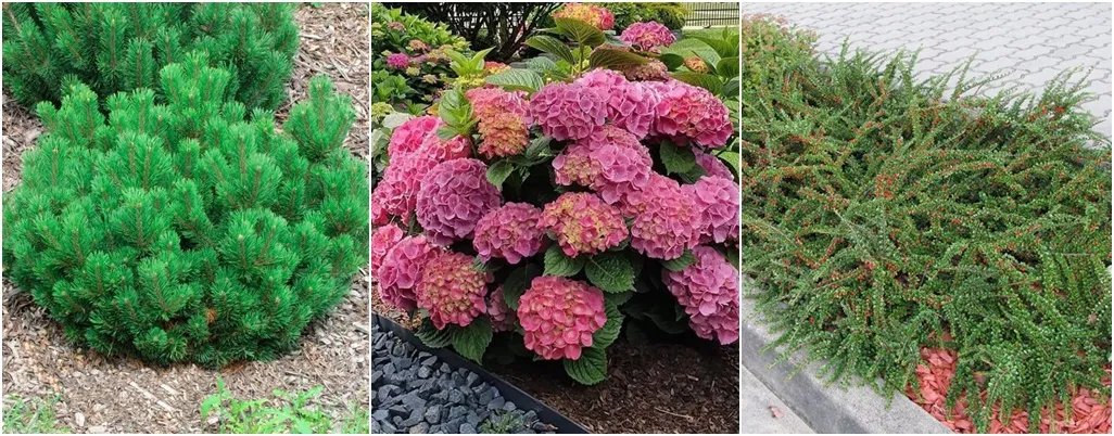 Горна сосна, гортензія та кизильник