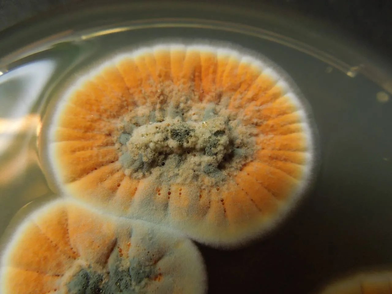 Це випадкове відкриття, що зробило революцію в медицині