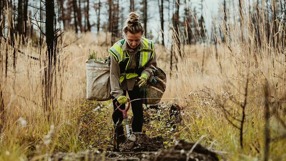 Майже 50% українських лісів створено людськими руками. Тому вони потребують догляду та відновлення