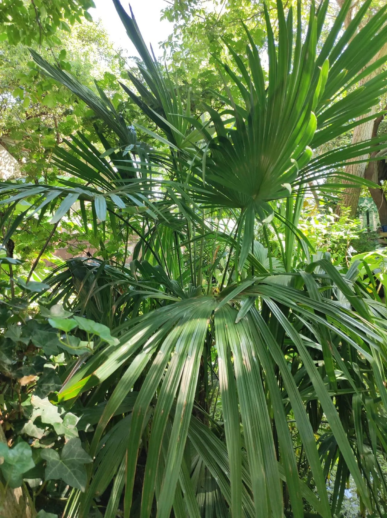 Екзотичний парк киянина