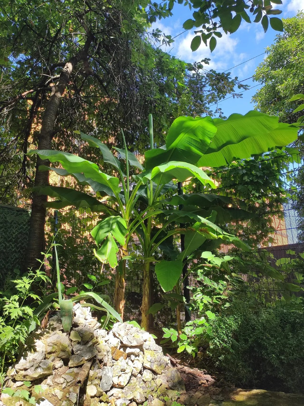 Киянин облаштував екзотичний сад з пальмами