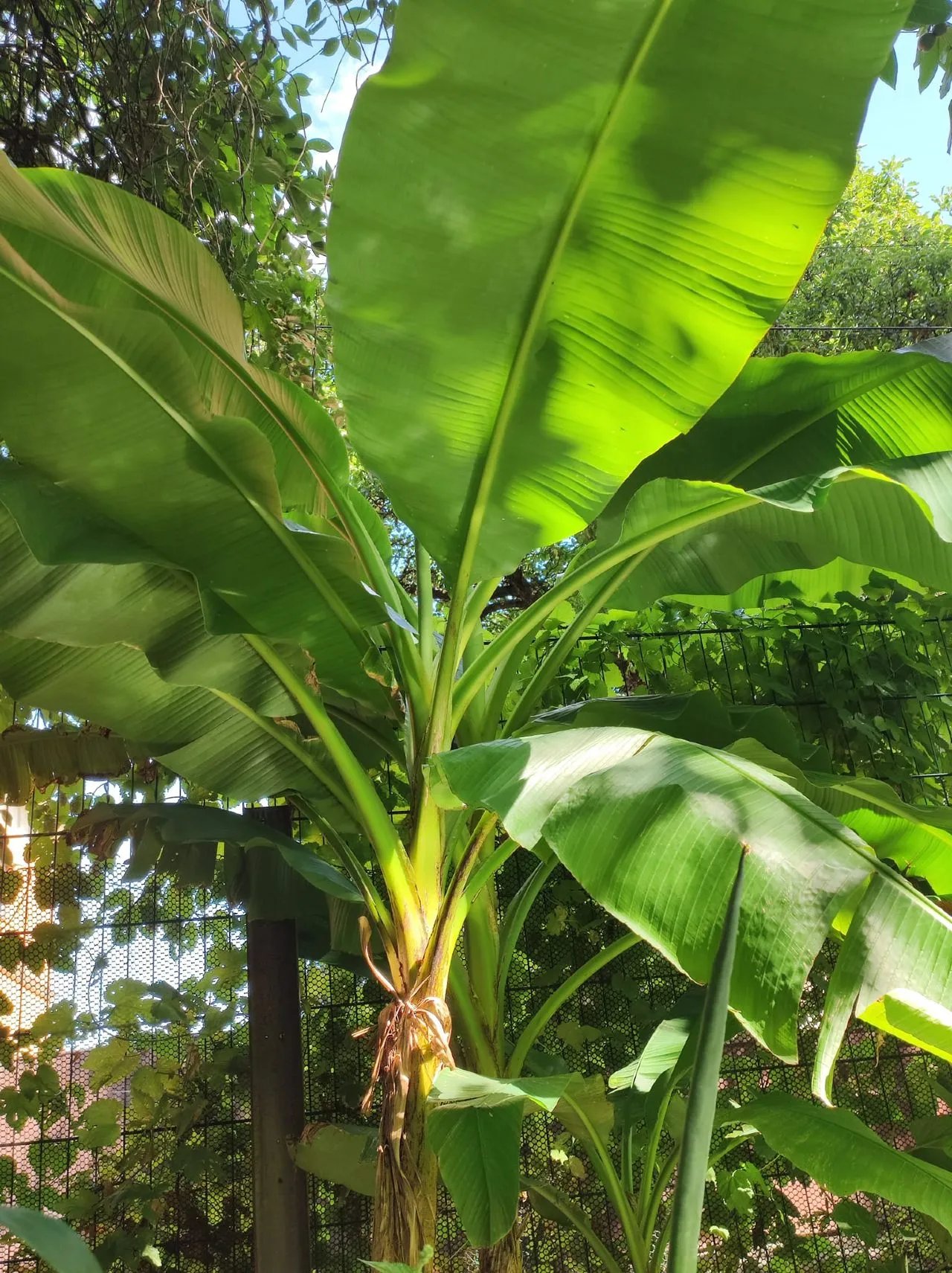 Частину розсади Олександр привіз ще до війни з Херсона та Криму