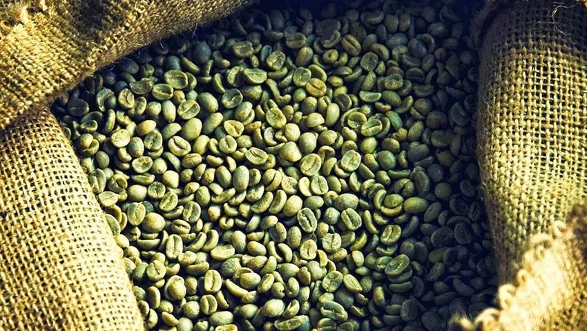 Зеленые кофейные зерна можно заваривать как обычный кофе, но вкус будет совсем другим. Аромат более мягкий и более травяной, и ему не хватает насыщенных, обжаренных ноток традиционного кофе