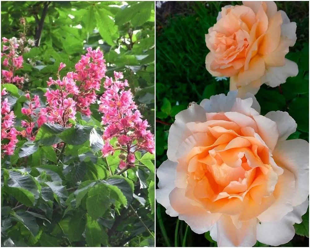 У сквері імені Кошиця висадять каштани та троянди