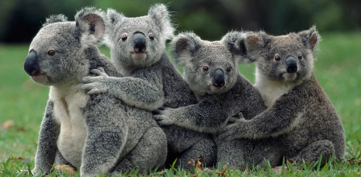 Коалы составляют важную часть дикой природы Австралии, но эти животные находятся на грани исчезновения. Всемирный фонд дикой природы опубликовал данные, согласно которым коалы могут исчезнуть с планеты уже через 30 лет