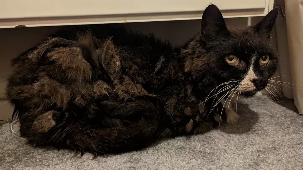 Глаза у Дейзи стали грустными, но она уже дома и поправляется!