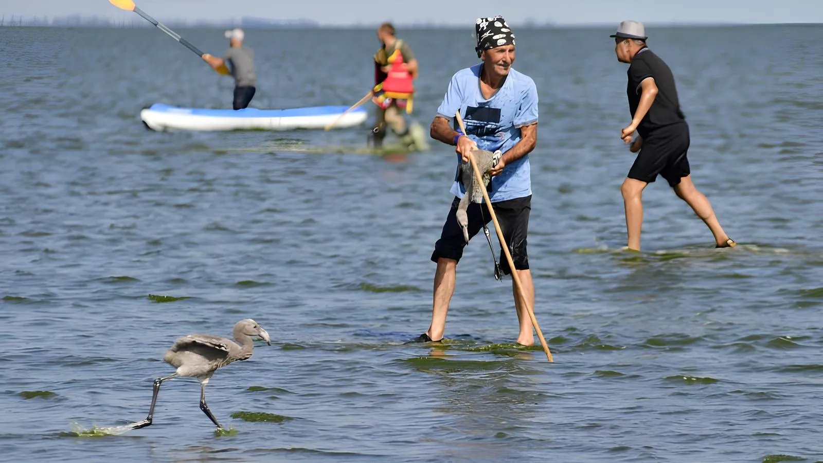 Работники нацпарка и активисты провели процедуру кольцевания птенцов.