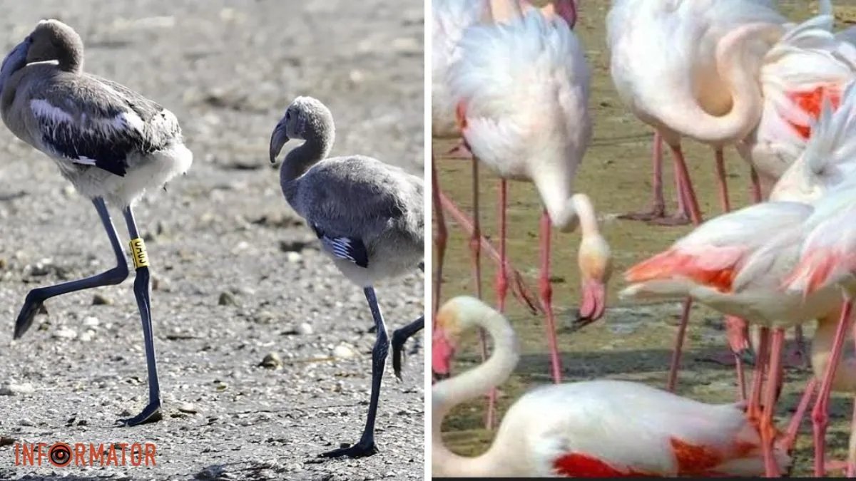 Однако сейчас ситуация на "Тузловских лиманах" улучшилась, и появление там птиц - одно из подтверждений.