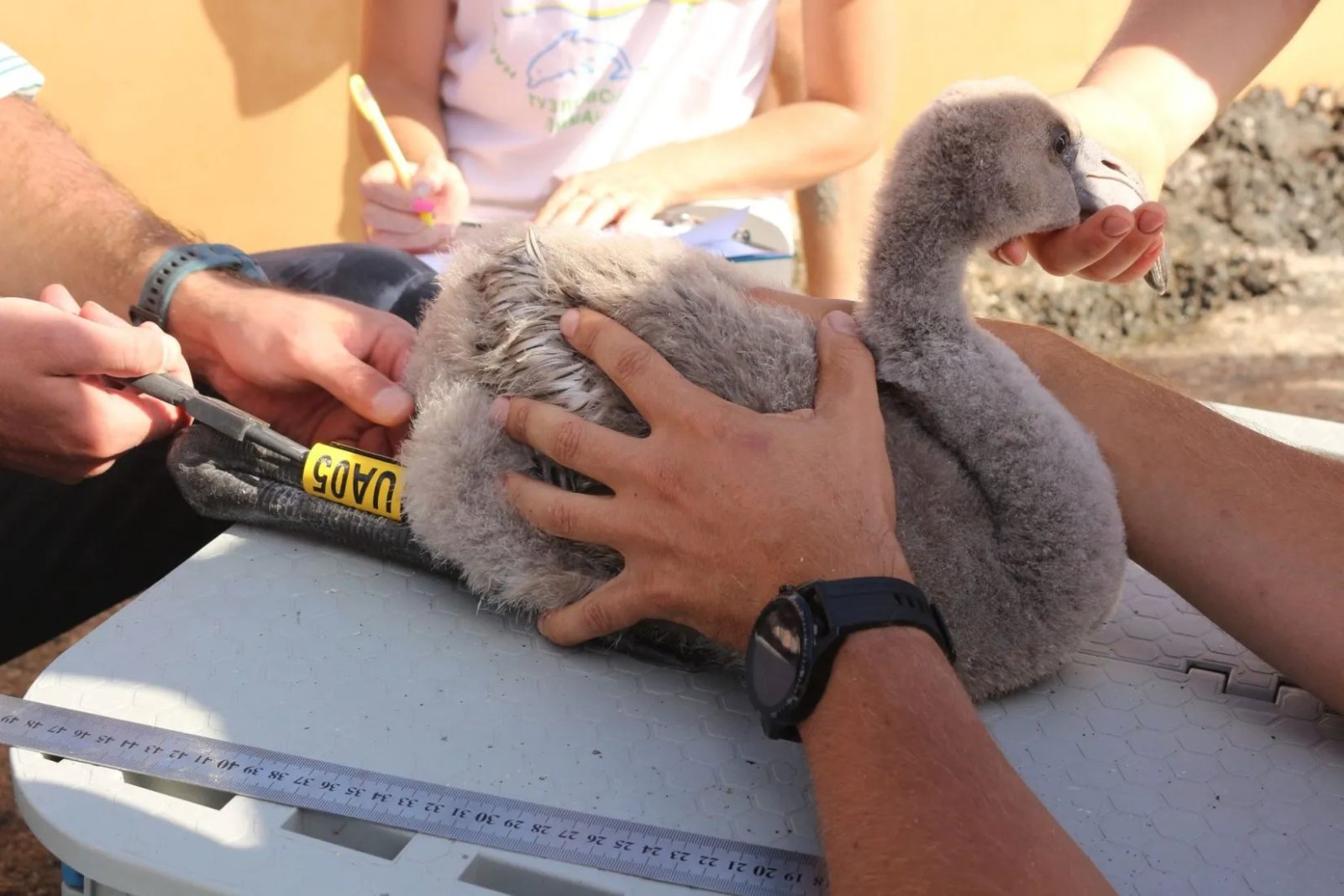 Экологи признались, не думали, что малыши фламинго так быстро бегают! 