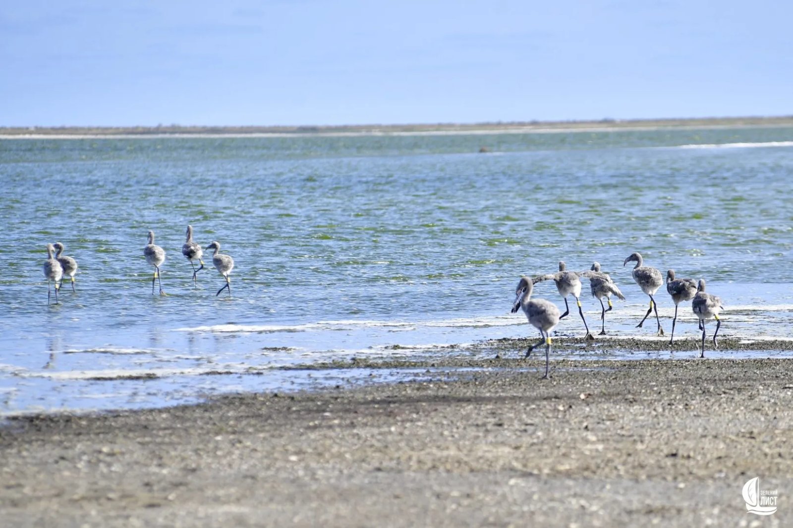 Фламинго живут в ста километрах от морских портов, которые этим летом и осенью активно обстреливала россия.