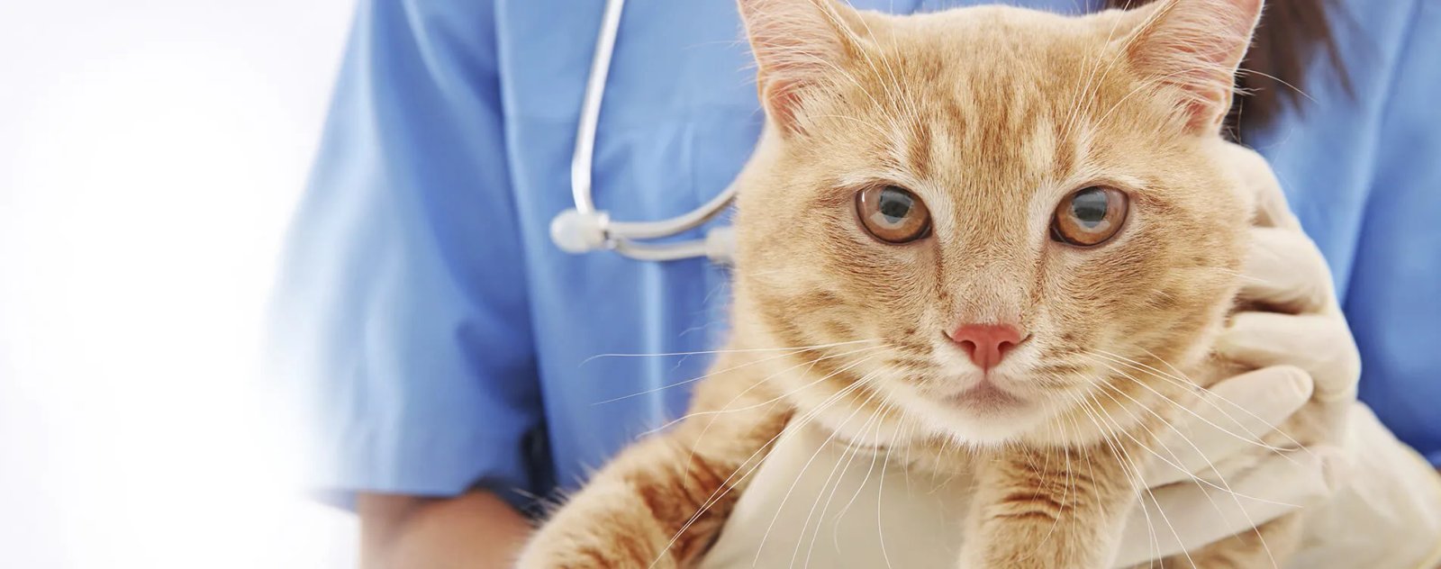 Цель этого дня – отметить работников, которые занимаются санитарным и эпидемиологическим контролем, проводят карантинные мероприятия при выявлении вспышек эпизоотических болезней