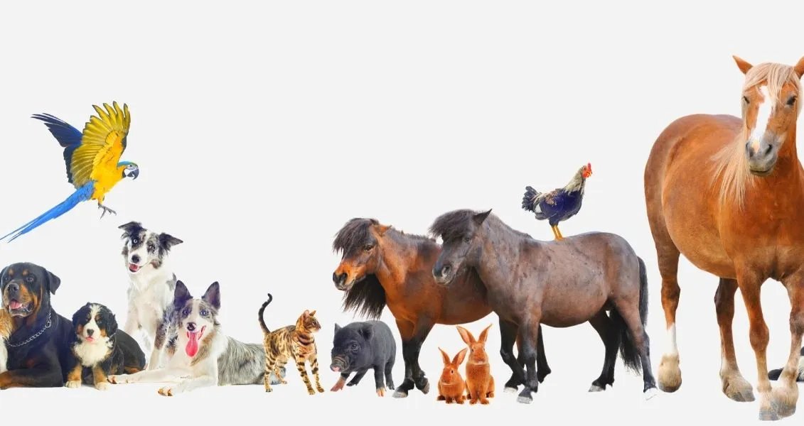 Согласно статистическим данным, за один час на планете исчезают три популяции животных, за день - более 75 видов животных и растений